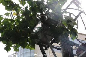 雁江供電公司修理10kV中晶二線上樹枝，變身“伐木工”
