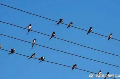 小鳥站在高壓電線上，不怕電？