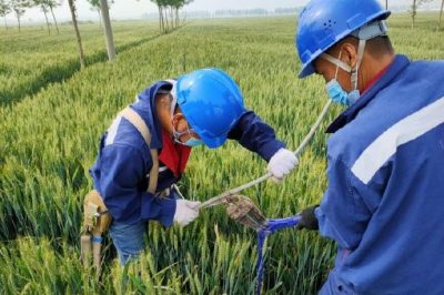 戰疫情 保供電#風吹麥成浪，田間施工忙，周末不打烊，供電有保障