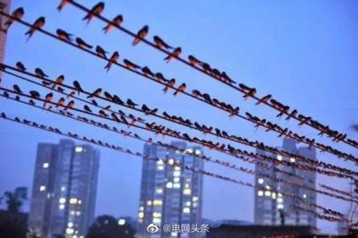 小鳥站在高壓線上為什么不會觸電？